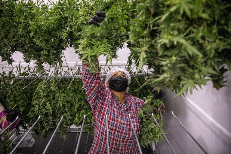 Thailand moves to ban recreational cannabis use, 18 months after historic decriminalization