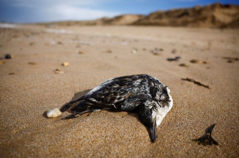 More than 500 dead seabirds wash up on French beaches