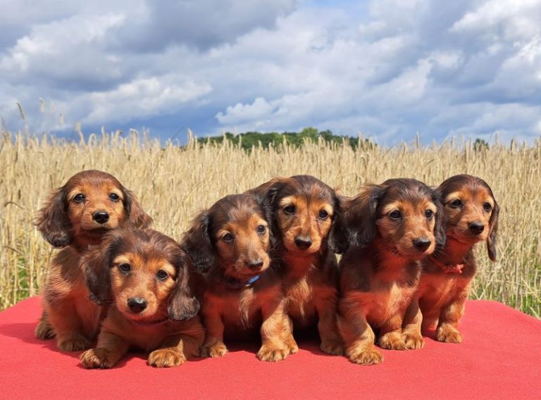 Dachshunds under threat as Germany proposes ban on breeding