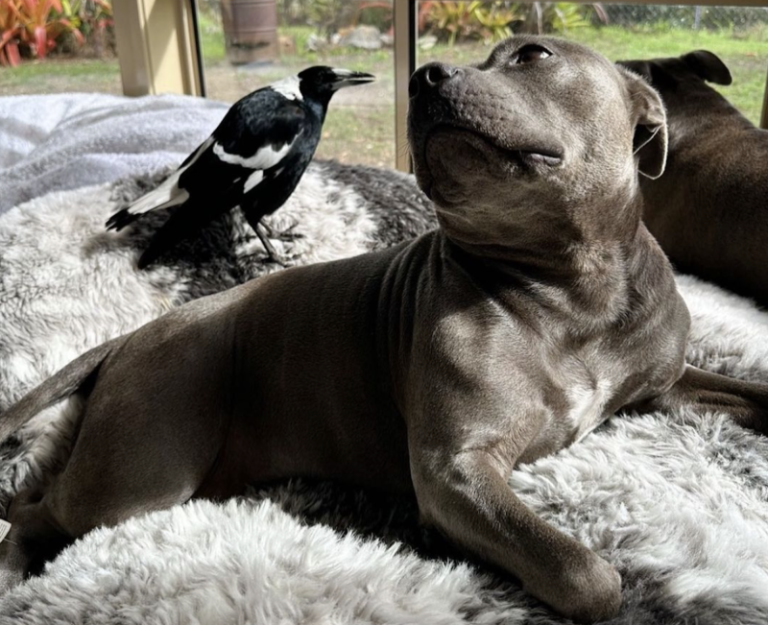 A dog and a bird formed an unlikely friendship. Their separation has infuriated followers