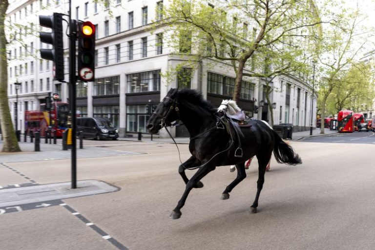 Escaped army horses run amok in central London