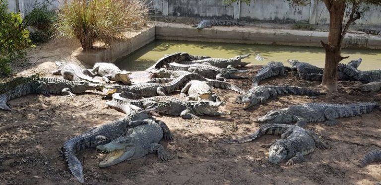 Thai farmer forced to kill more than 100 endangered crocodiles after a typhoon damaged their enclosure