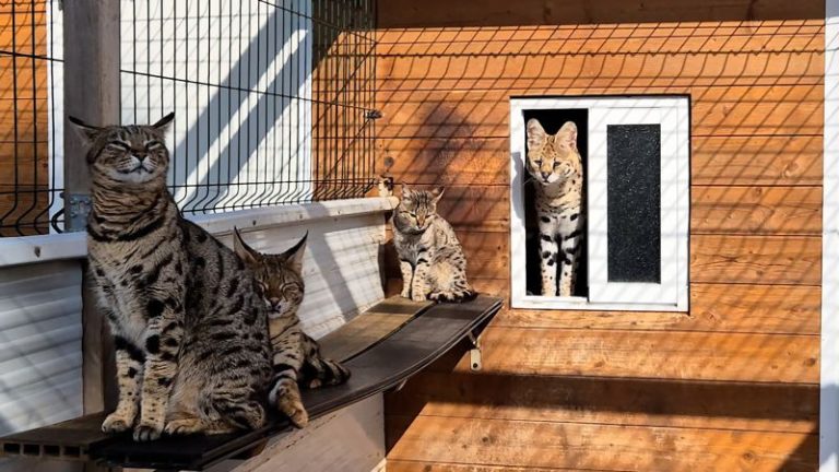 Police arrest couple for breeding and selling exotic cats in Spain