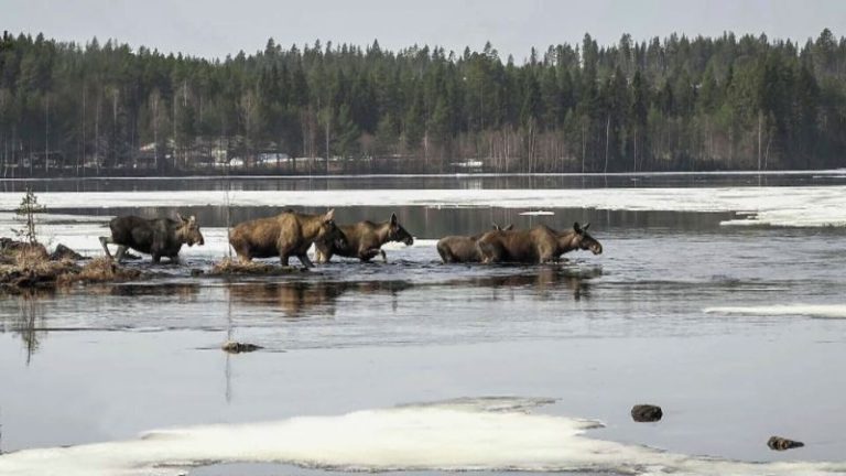 How a 24-hour livestream of moose became a Swedish TV sensation