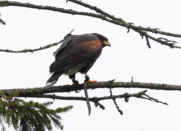 Aggressive hawk that terrorized English village for weeks finally captured by resident